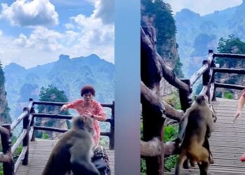 Мавпа вкрала сумку в Китаї, фото: скріншот з відео