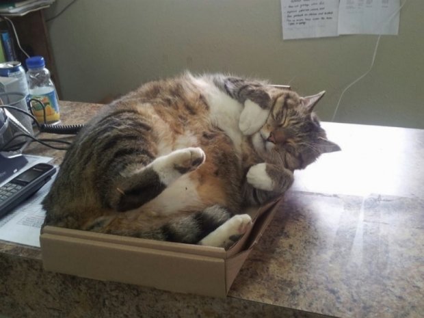 Стало известно, почему коты любят коробки 