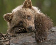 Житель Тбілісі повернув ведмедика, який втік із зоопарку під час повені