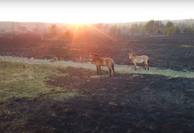 Лошади Пржевальского в Зоне отчуждения, фото YouTube