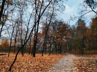 Ліс, фото: Знай.иа