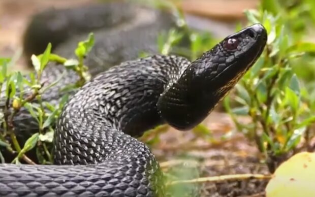 Змея. Фото: скрин youtube