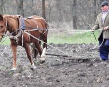 На Івано-Франківщині кінь копитом вбив пенсіонера