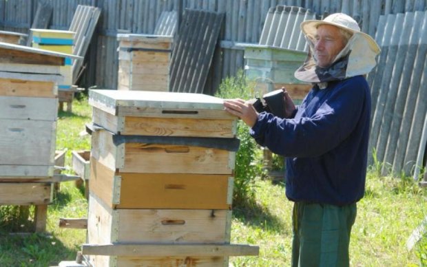 Рай для пчел: Украина вылезла на вершину сладкого рейтинга