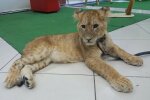 В Харькове львенок "скупился" в ТЦ и влюбил в себя весь город: милота видео зашкаливает
