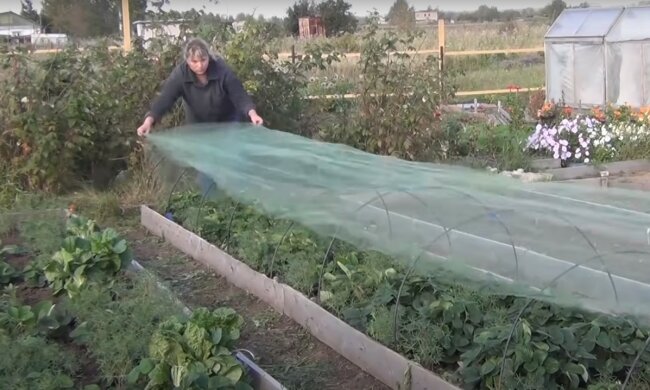 огород, скриншот из видео