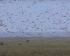 Нашествие саранчи. Фото: скрин youtube