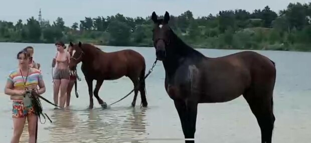 Коні на пляжі, фото: скріншот з відео
