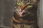 Чим годувати кота: домашня їжа