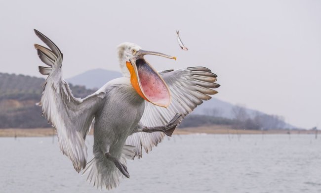 Пелікан-утікач цілий тиждень розгулює по засніженому Харкову. Як йому не холодно?