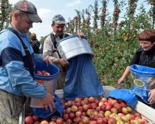 Панщина по-новому: поляки заганяють українських працівників у борги