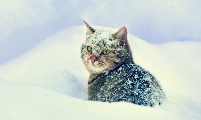 Погода на 30 ноября: последний день осени станет началом ледникового периода