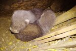 На Тернопольщине кошка выкормила двоих чудовищ - выросли и чуть не загрызли мамочку