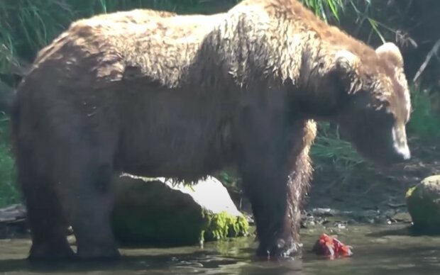 Ведмідь. Фото: скріншот youtube