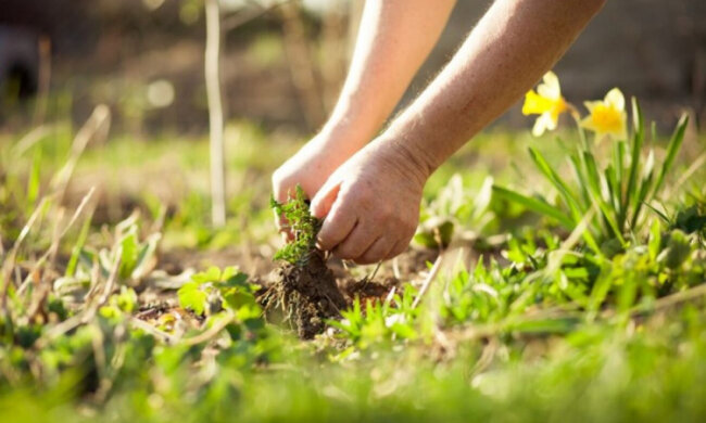 Человек, вырывающий сорняк. Фото: Freepik