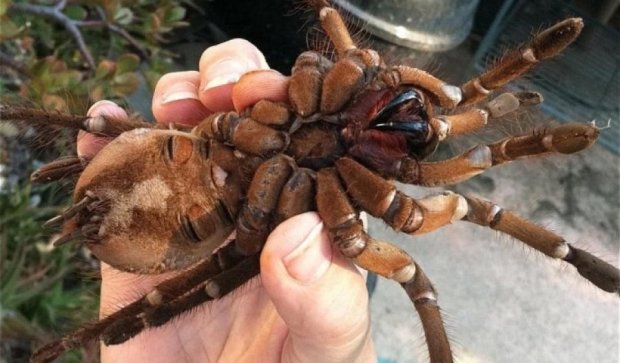 В сети показали самого большого паука в мире