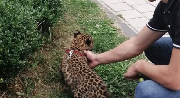 Франковчанин завел леопарда вместо кошки, соседи в ужасе: "Душит кур и пугает бабушек"