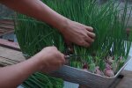 Вирощування зелені. Фото: скрін youtube