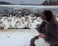 Українці, зима, птахи, лебеді, кадр з відео