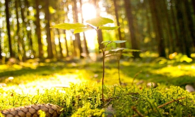 Синоптики пообіцяли рекордно теплу погоду