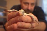 Рост попугая, скриншот: Instagram