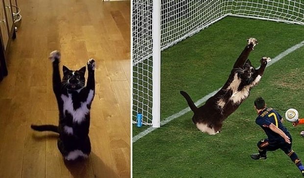 Руки вверх: Интернет рассмешила кошка-голкипер (фото)