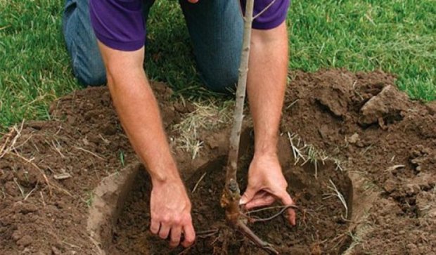 В Киеве можно посадить дерево в режиме онлайн за 500 гривен