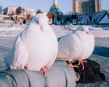 Птахи, голуби, фото із соцмереж