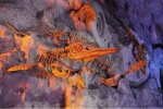 Окаменелости летающих динозавров, фото: Science Daily