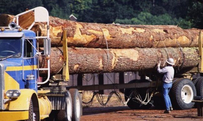 Президент заборонив експорт нашого лісу