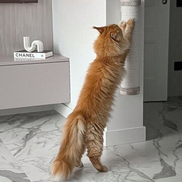 Кот с когтеточкой
