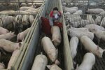 В Украине подешевели свиньи: эксперты озвучили прогноз на сентябрь