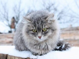 Кіт в зимку. Фото: вільні джерела