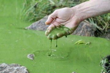 Дніпро перетворився на зелене желе із мертвих риб: моторошні кадри