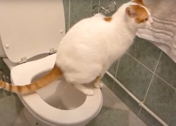 Котик, скріншот: Youtube