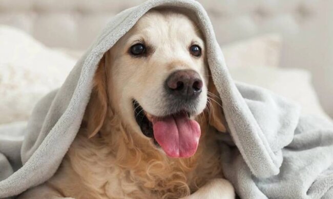 Одеяло, собака, изображение из свободных источников