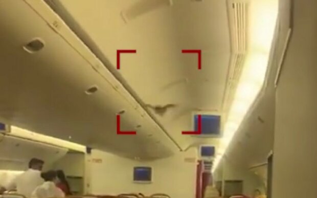 Летучая мышь "развернула" самолет из Индии обратно в аэропорт: "В Америку хотела..."