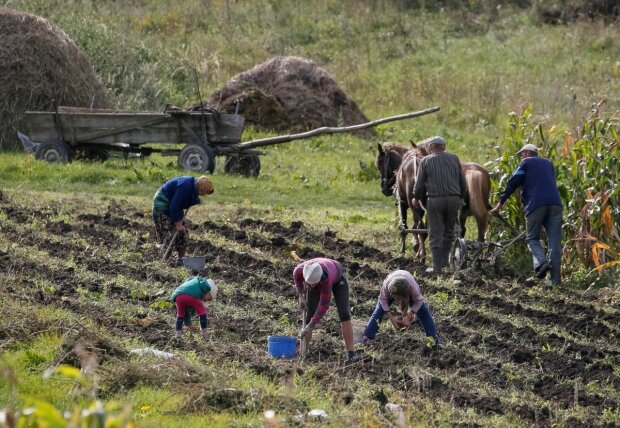 У Верховну Раду внесли скандальний законопроект про ринок землі: що зміниться для простих українців