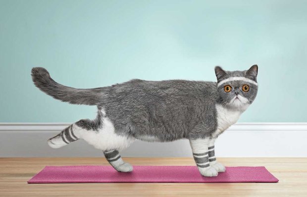 Напористый кот против беговой дорожки: забавное видео покорило пользователей сети