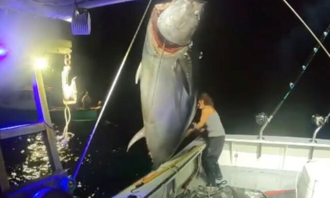 Блакитний тунець