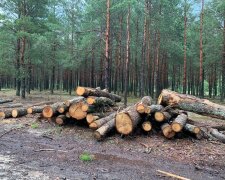 вирубка лісів, деревина, кругляк \\ фото Держекоінспекція