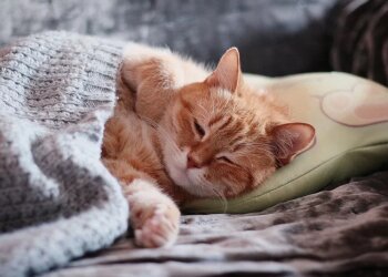 Котик отдыхает, фото из открытых источников