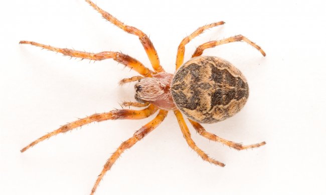 Отруйні павуки активно розповсюджуються по всьому світу: людство у небезпеці