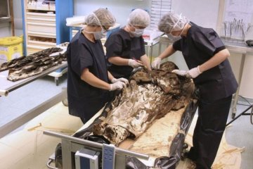 Француженка забрала з собою в могилу п'ять сердець