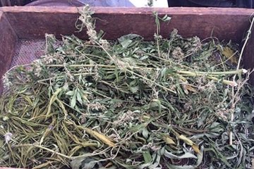 Поліція вилучила опій та марихуану вартістю 200 тисяч гривень (фото)