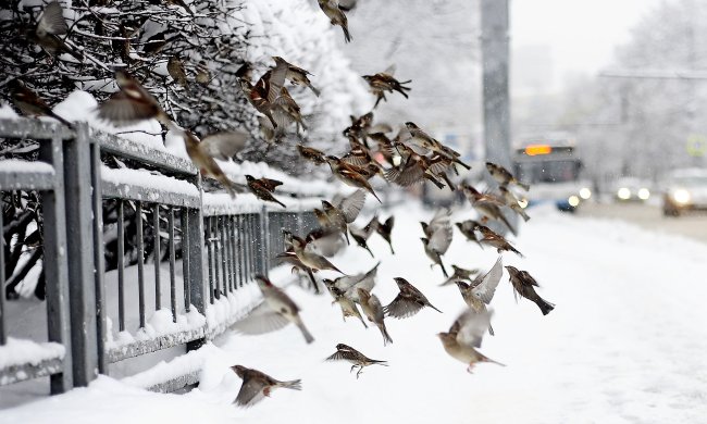 Погода на неделю: украинцев изрядно потреплет и заморозит