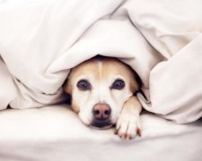 Хто "живе" в нашому ліжку