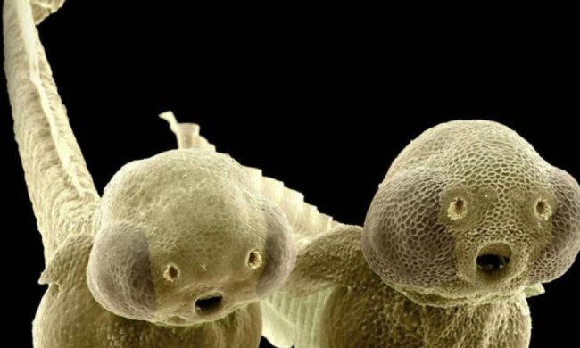 В Индонезии обнаружилии неизвестных морских чудищ