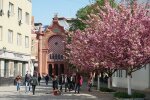 Цвітіння сакури у Києві, Уніан