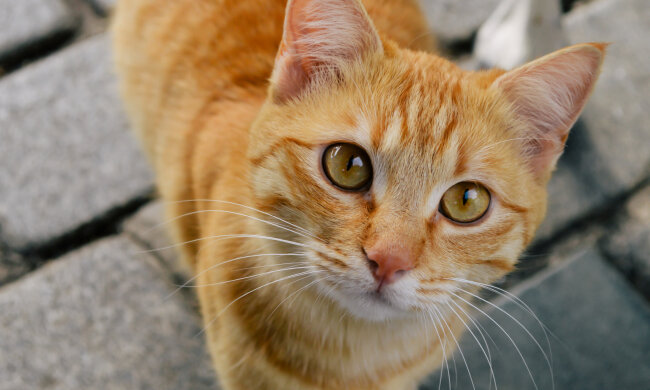 кошка, фото pxhere